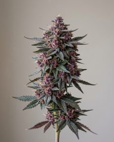 Deep Purple Feminized Marijuana Seeds