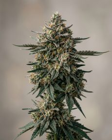 Do-Si-Dos Feminized Marijuana Seeds