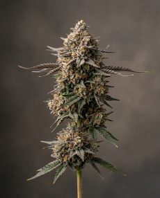 Dosidos Feminized Marijuana Seeds