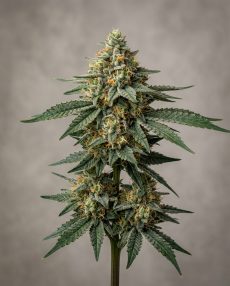 Dr. Atomic Northern Lights Feminized Marijuana Seeds