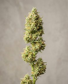 Dr. Grinspoon Feminized Marijuana Seeds