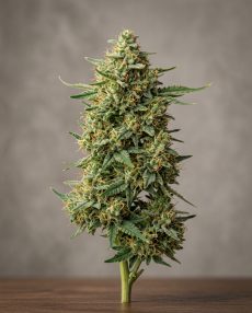 Durban Haze Feminized Marijuana Seeds