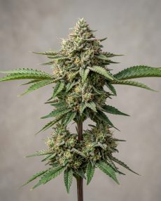 Durban Poison Feminized Marijuana Seeds