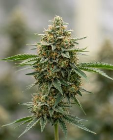 Dutch Treat Feminized Marijuana Seeds