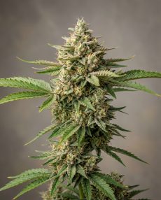 Early Girl Feminized Marijuana Seeds