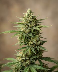 Early Pearl Feminized Marijuana Seeds