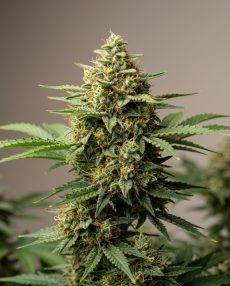 Early Skunk Feminized Marijuana Seeds
