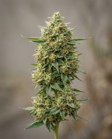 Ed Rosenthal Super Bud Feminized Marijuana Seeds