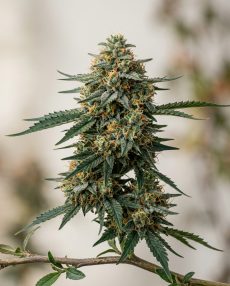 Edelweiss Feminized Marijuana Seeds