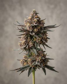 Forbidden Fruit Feminized Marijuana Seeds