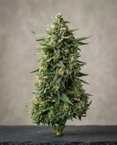 G13 Feminized Marijuana Seeds