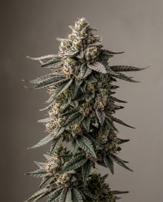 GMO Cookies Feminized Marijuana Seeds