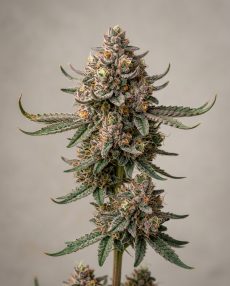 Gelato 33 Feminized Marijuana Seeds