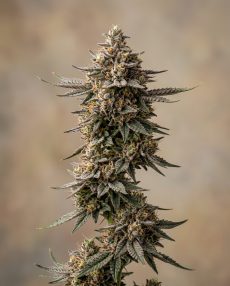 Gelato 41 Feminized Marijuana Seeds