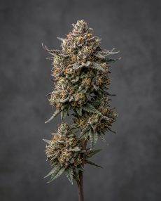 Gelato Cake Feminized Marijuana Seeds