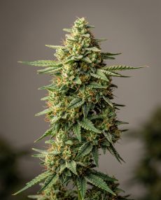 Ghost Haze Feminized Marijuana Seeds