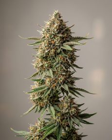 Goji OG Feminized Marijuana Seeds