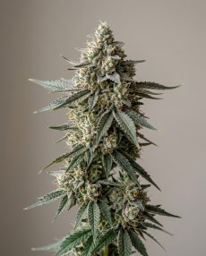 Gorilla Glue 5 Feminized Marijuana Seeds