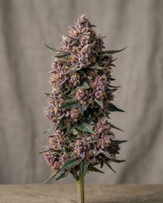 Granddaddy Purple Feminized Marijuana Seeds