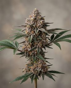 Grape Kush Feminized Marijuana Seeds