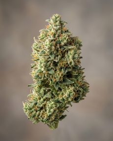 Grapefruit Feminized Marijuana Seeds