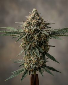 Gushers Feminized Marijuana Seeds