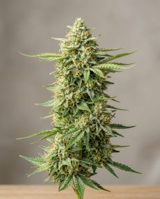 Hawaiian Haze Feminized Marijuana Seeds