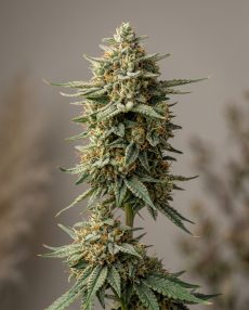 Hawaiian Indica Feminized Marijuana Seeds