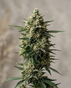 Hindu Kush Feminized Marijuana Seeds