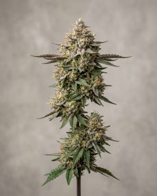 Ice Cream Cake Feminized Marijuana Seeds