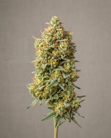 Jillybean Feminized Marijuana Seeds