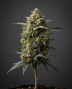 Kali Dog Feminized Marijuana Seeds