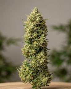 Kali Mist Feminized Marijuana Seeds