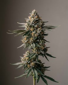 L.A. Confidential Feminized Marijuana Seeds