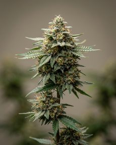 L.A. Kush Feminized Marijuana Seeds