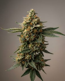 LA Confidential Feminized Marijuana Seeds
