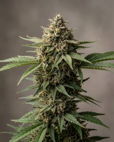 Lebanese Feminized Marijuana Seeds