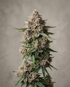 Lemon Berry Candy OG Feminized Marijuana Seeds