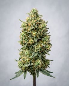 Lemon G Feminized Marijuana Seeds