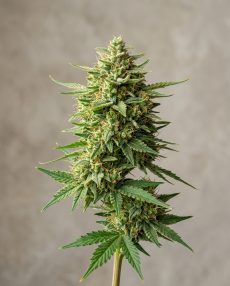 Lemon Haze Feminized Marijuana Seeds