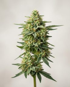 Lemon Kush Feminized Marijuana Seeds