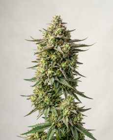Lemon Meringue Feminized Marijuana Seeds