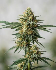 Lemon Skunk Feminized Marijuana Seeds