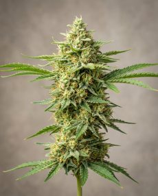 Lemon Thai Feminized Marijuana Seeds