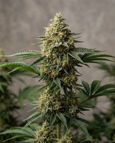 Lemon Tree Feminized Marijuana Seeds