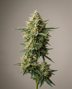 Liberty Haze Feminized Marijuana Seeds
