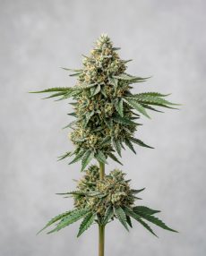 Mac 1 Feminized Marijuana Seeds