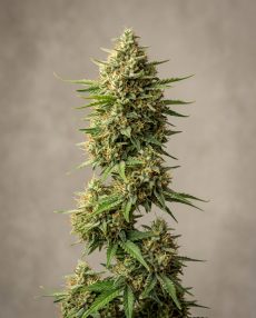 Malawi Gold Feminized Marijuana Seeds