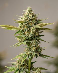 Mango Haze Feminized Marijuana Seeds