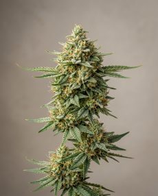 Mango Kush Feminized Marijuana Seeds